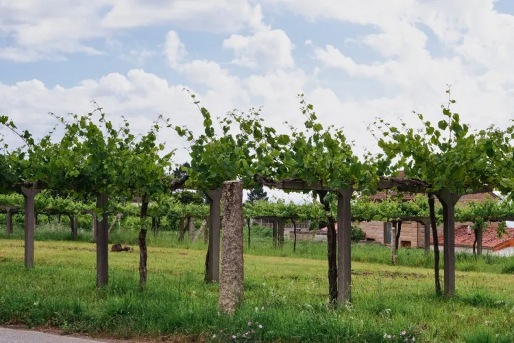 Vista cercana de un viñedo en las Rías Baixas.