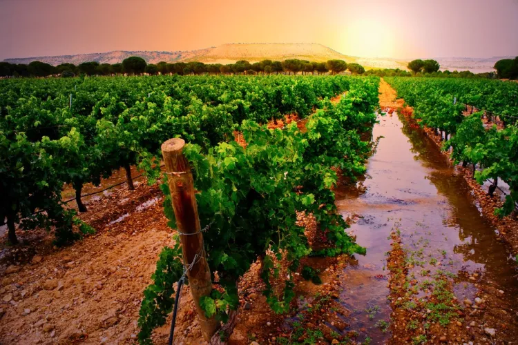 Vista de un viñedo de la Ribera del Duero al atardecer.
