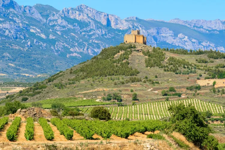 Vista global de los viñedos en Davadillo, Rioja.
