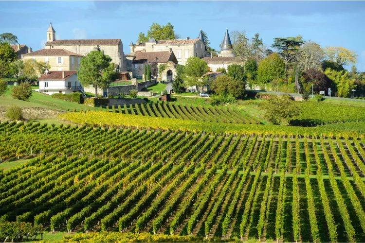 Vista de un viñedo en Saint Emillion, Burdeos, Francia.
