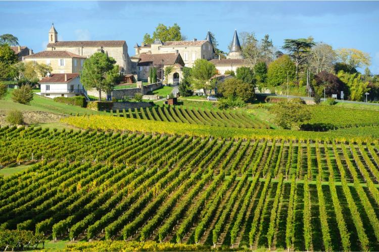 Viñedo en Saint Emillion, región de Burdeos.