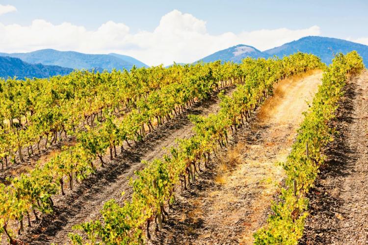 Viñedo típico de la zona del Languedoc-Rosellón.