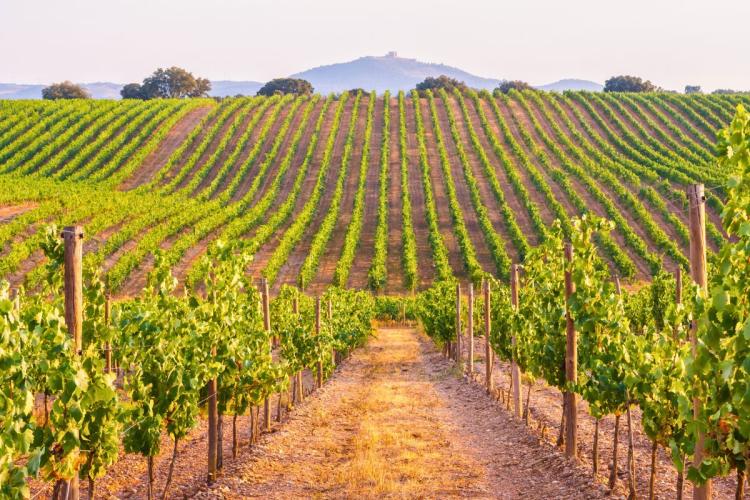 Un viñedo en la región del Alentejo.