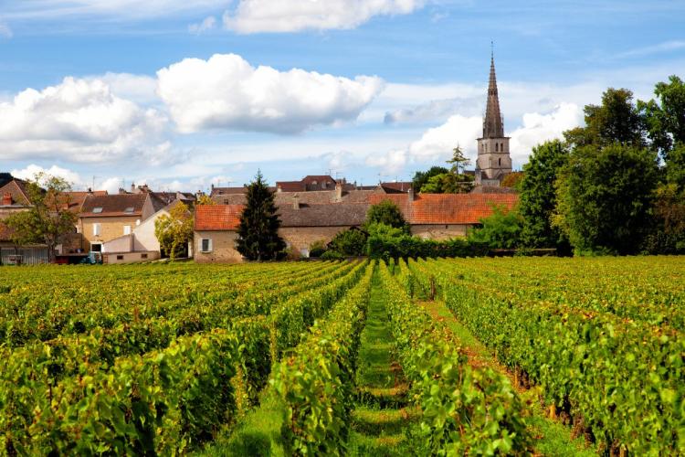 Viñedo en Mersault, Brogoña, Francia.