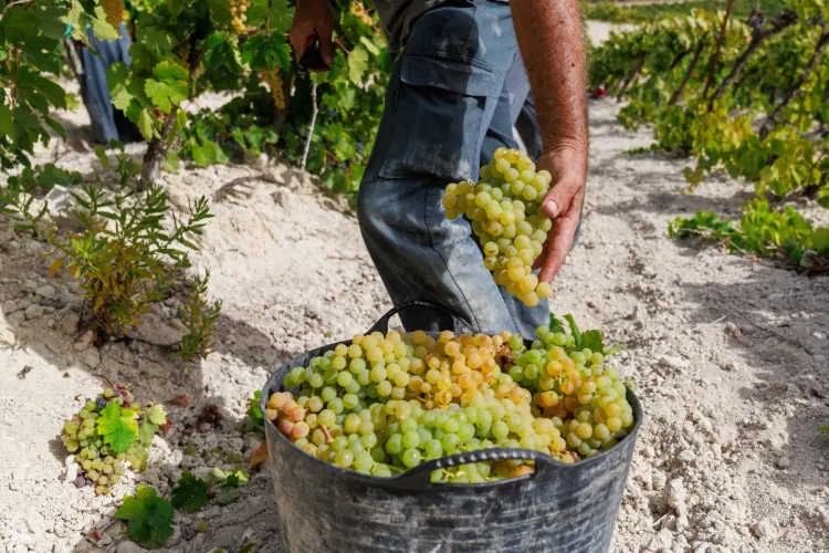 Vendimia de uvas Palomino en Jerez.