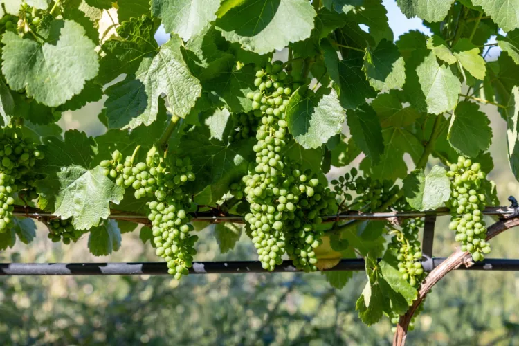 Vista de una viña de uvas Godello.
