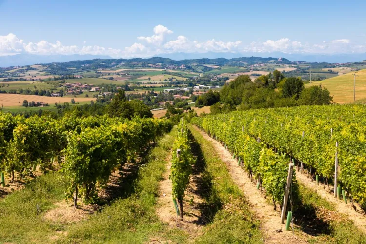 Vista de un viñedo en el Piamonte.