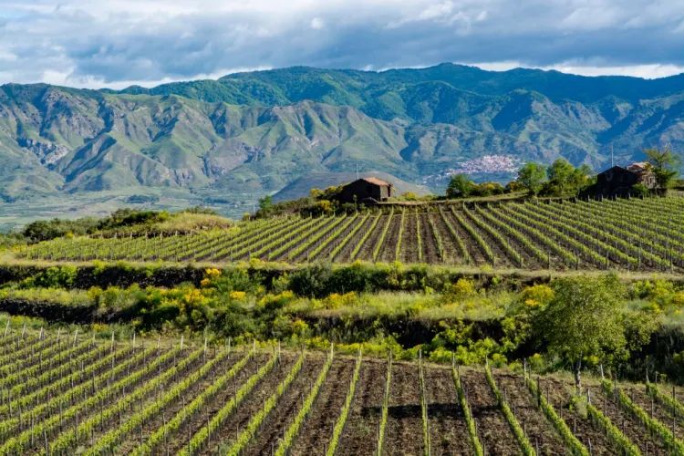 Vista de un viñedo siciliano en la región del Etna con rico suelo mineral, Sicilia, Italia.