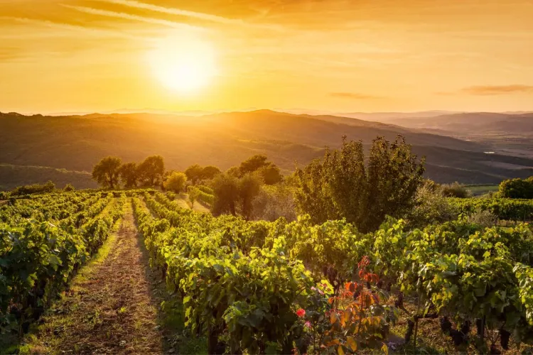 Vista de un viñedo en la Toscana al atardecer, hora dorada.