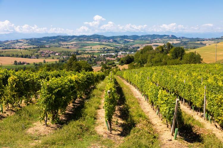 Vista de un viñedo en la región vinícola del Piamonte, Italia.