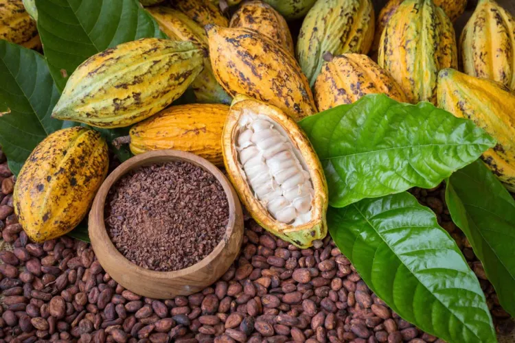 Mazorcas de cacao, una abierta con pulpa blanca, junto a granos y fragmentos de cacao sobre hojas verdes.