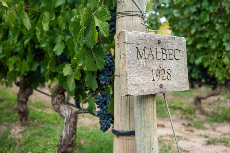 Cartel de madera con la inscripción “Malbec 1928” en un viñedo con racimos de uvas Malbec..