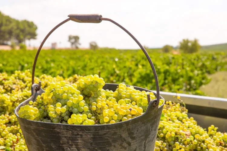 Cubo metálico lleno de racimos de uva chardonnay recién vendimiados, con un viñedo verde de fondo bajo un cielo nublado.