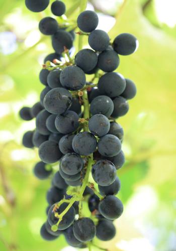 Uvas tintas maduras.