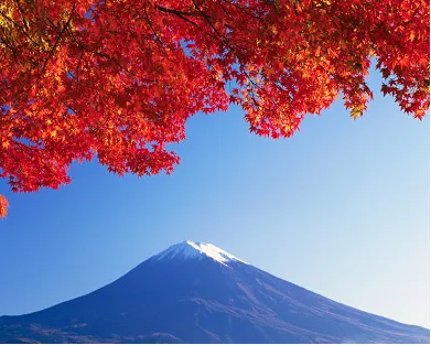 Monte Fuji nevado bajo un cielo azul, enmarcado por hojas rojas de otoño.