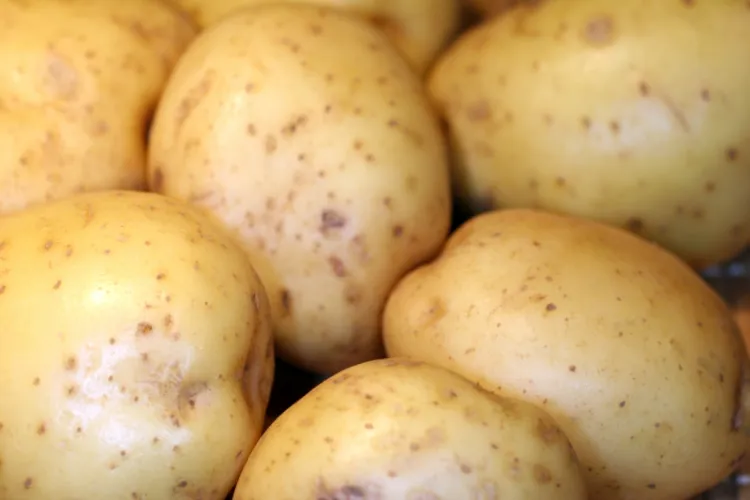 Patatas blancas recién recogidas.