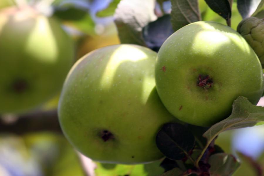 Manzanas para cocinar en madurando en el árbol.