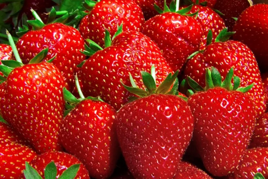 Fresas frescas.