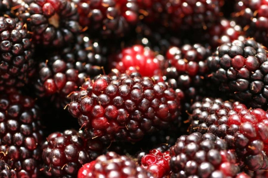 Moras recién recogidas.