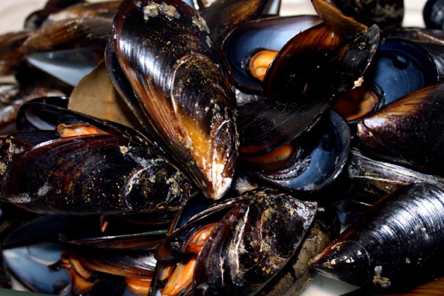 Mejillones abiertos al vapor.