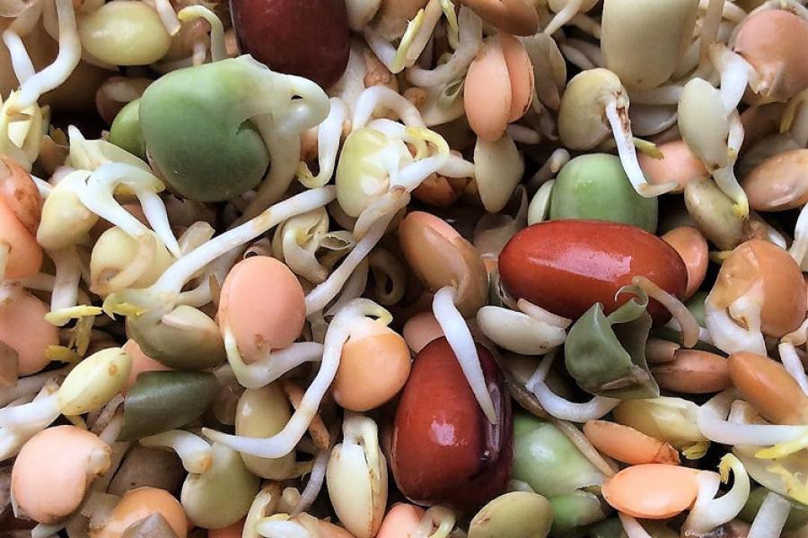 Brotes de legumbres variadas.