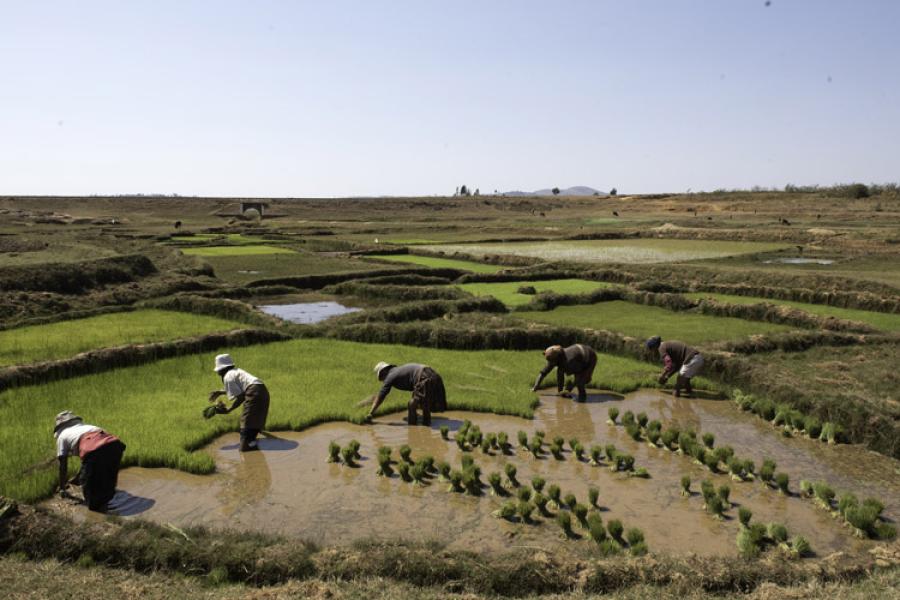 Campos de arroz en Madagascar.