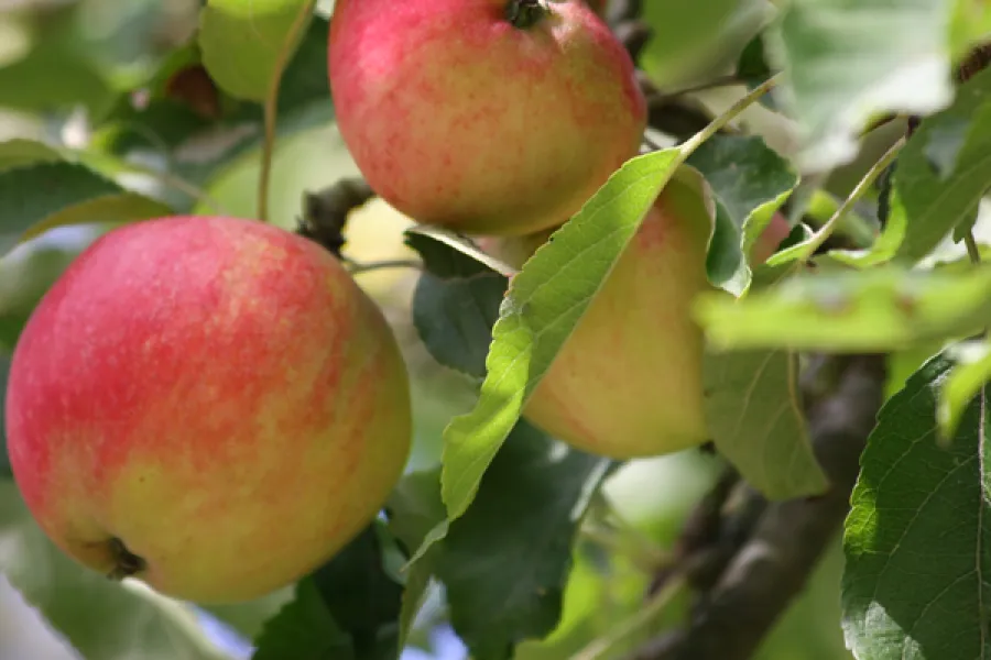 Manzanas creciendo en el manzano.
