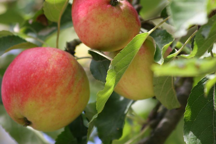 Manzanas creciendo en el manzano.