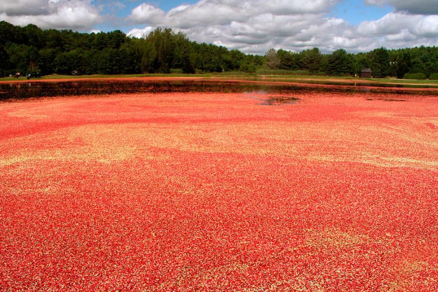 Cranberry bog en Massachusetts.
