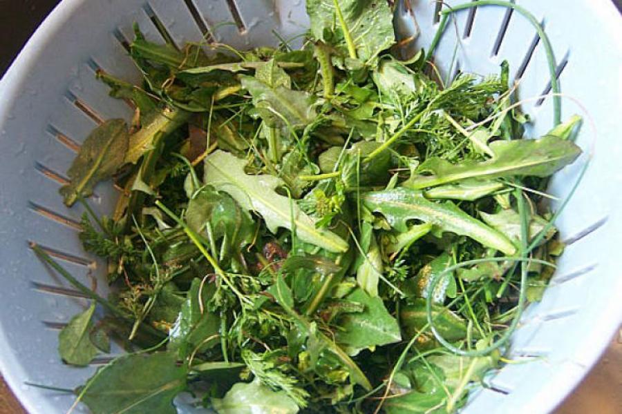 Plantas silvestres comestibles en un escurridor.