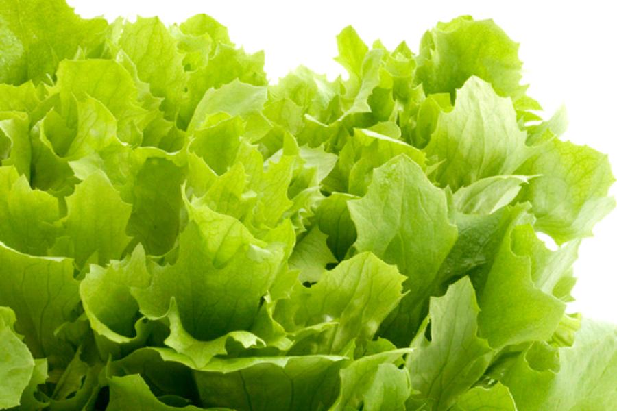 Lechuga del huerto.