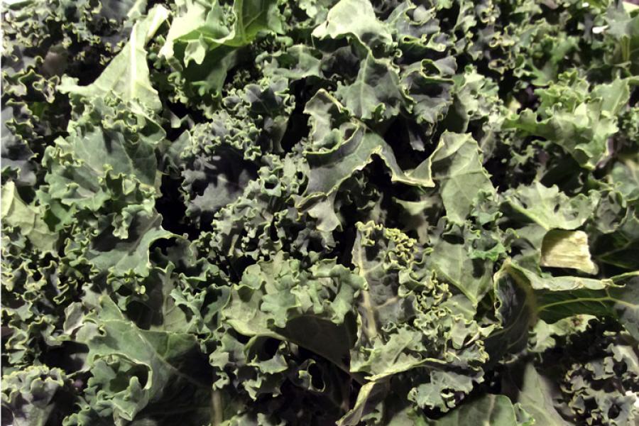 Col rizada, kale, cortada.