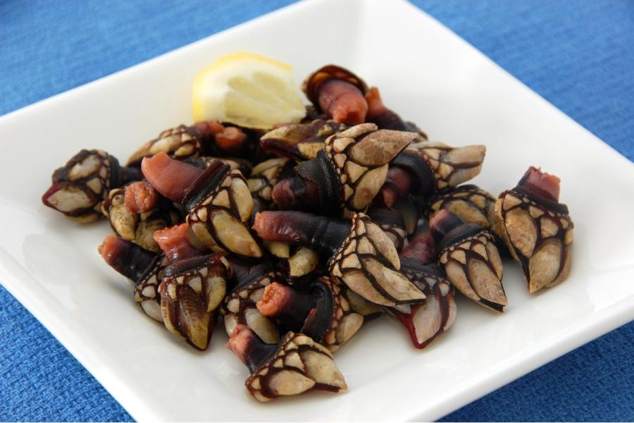 Los percebes gallegos son excelentes.