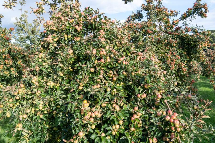 Huerto de manzanos que producen manzanas para sidra.