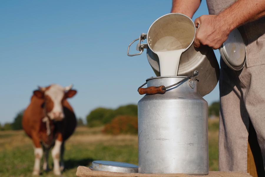Contenedor para leche recién ordeñada.