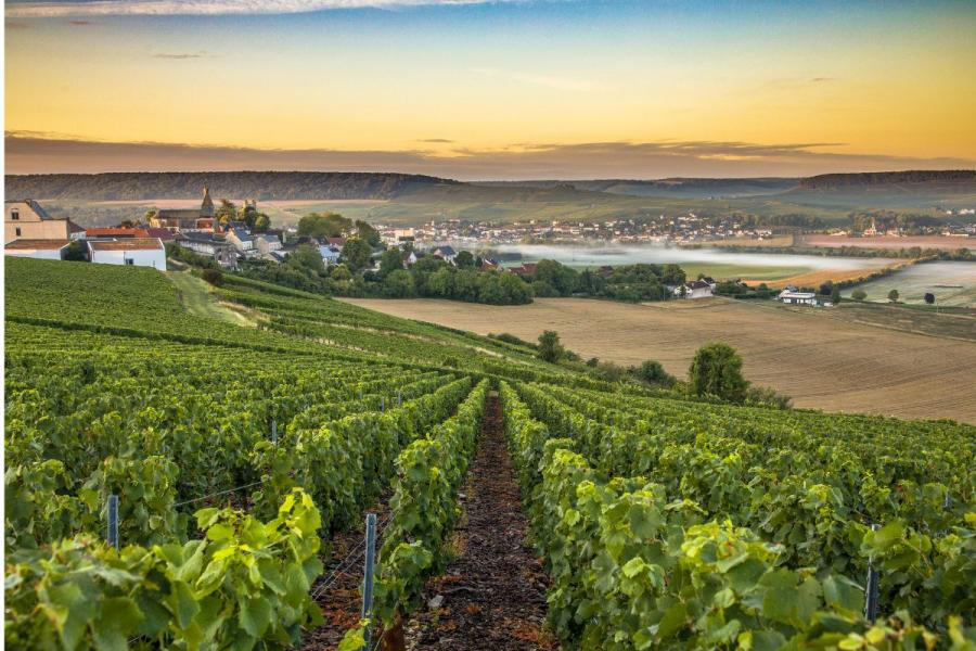 Viñedo en la región de Champaña; Francia.