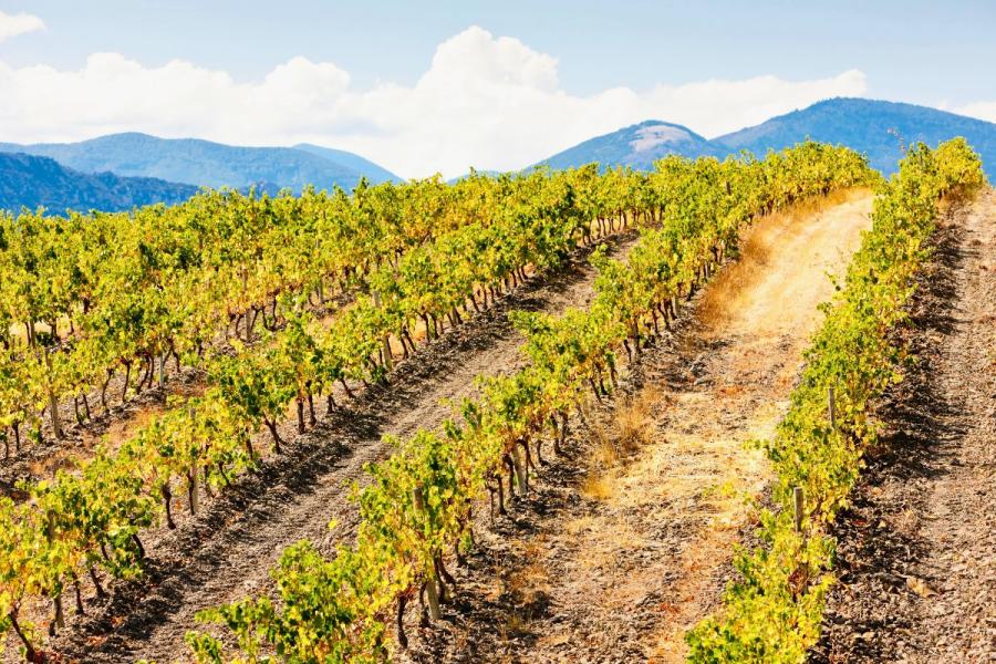 Viñedo típico de la zona del Languedoc-Rosellón.