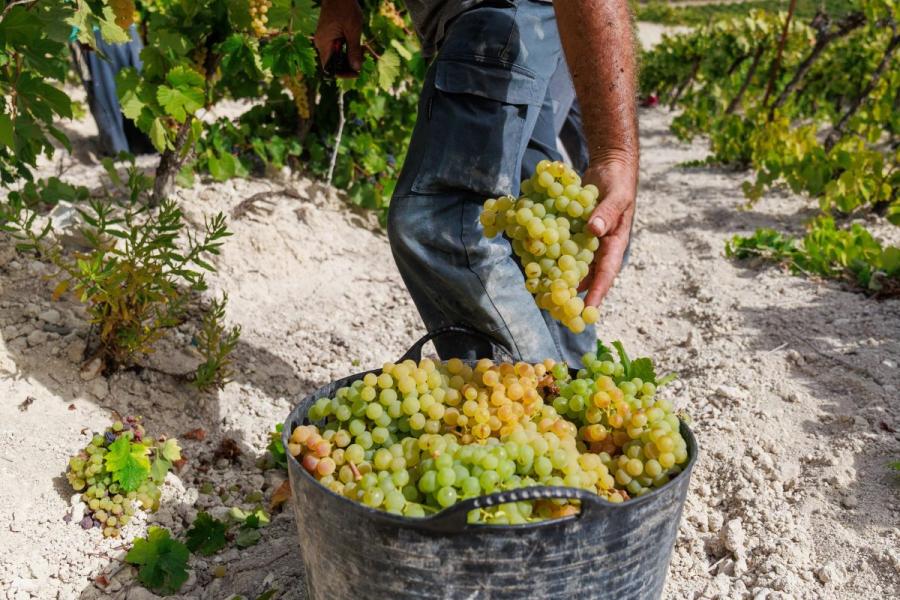 Recogiendo uvas para hacer vino.