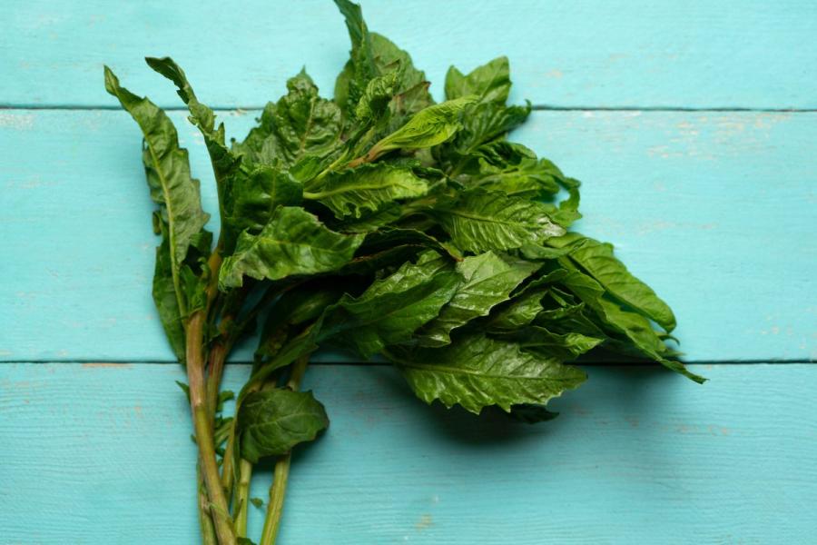Epazote fresco, una hierba aromática mexicana.