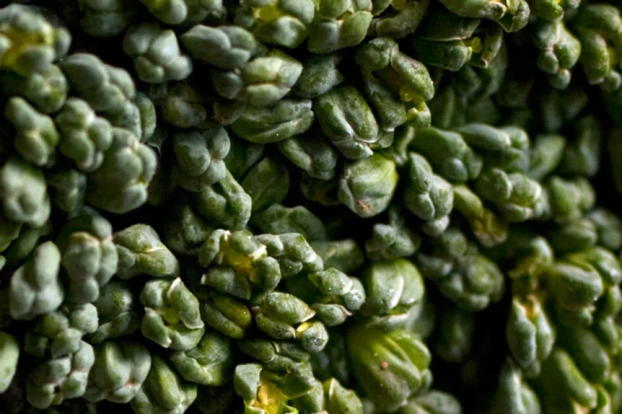 Detalle de un trozo de brócoli.