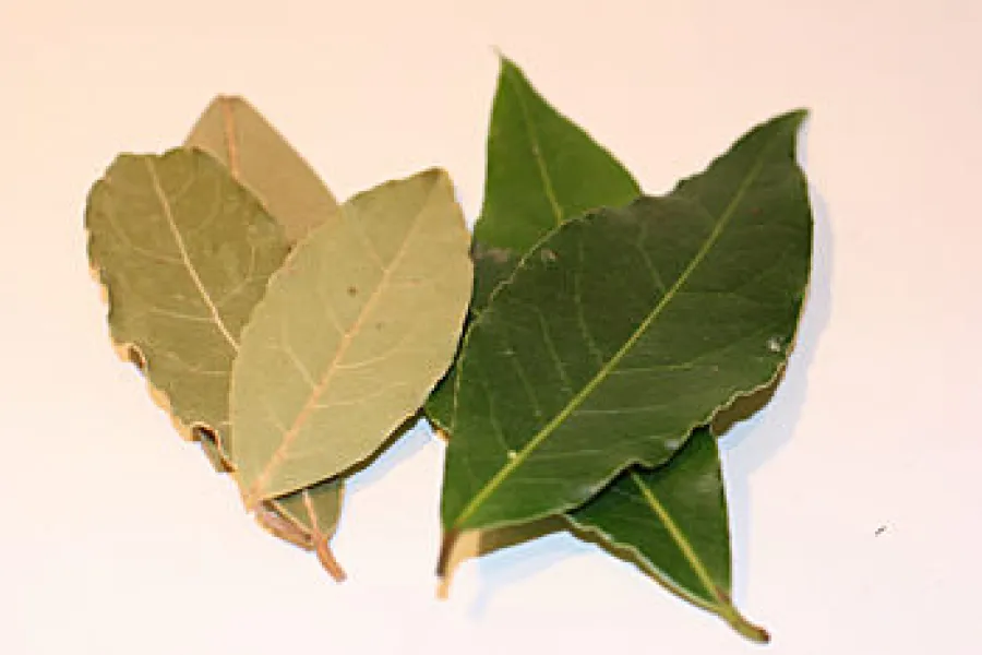 Hojas de laurel secas y hojas de laurel verdes.