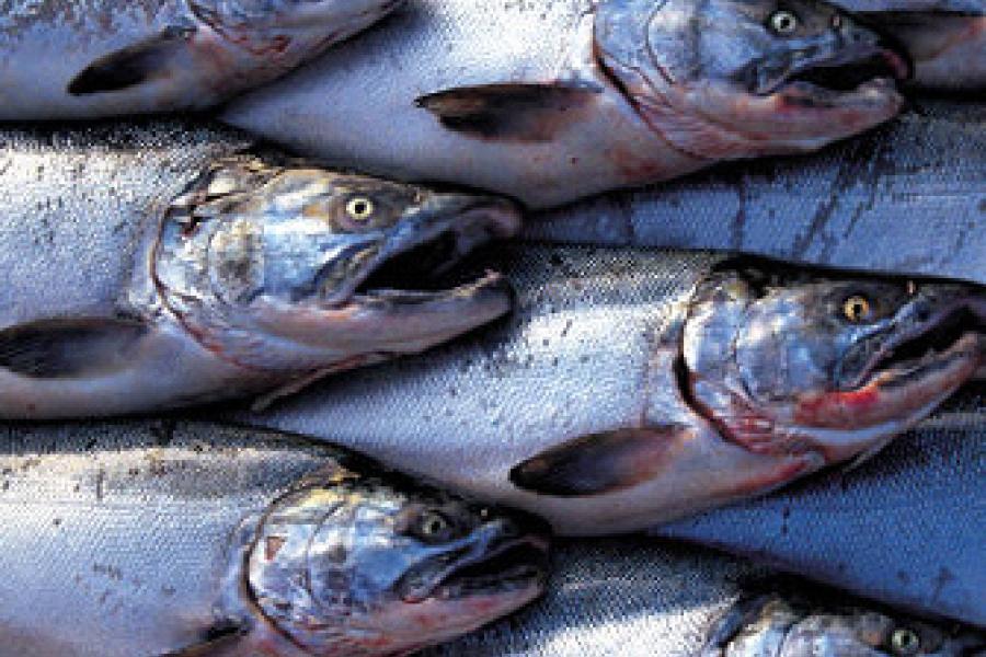 Pescado fresco en el mercado.