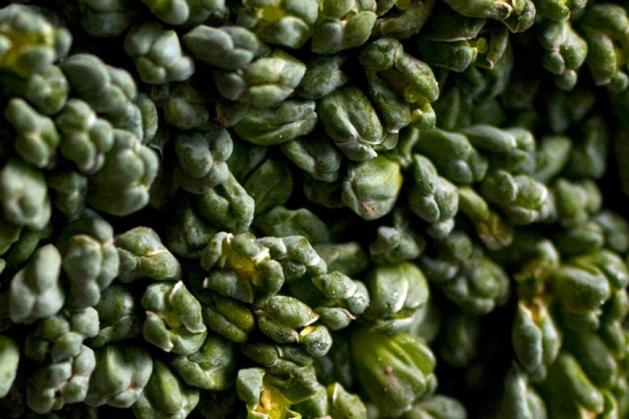 Detalle de un trozo de brócoli.