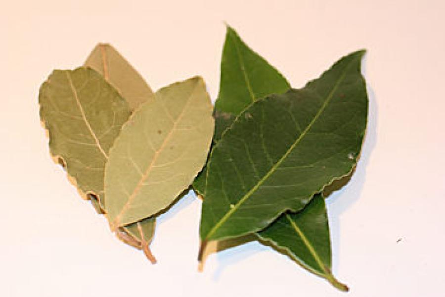 Hojas de laurel secas y hojas de laurel verdes.