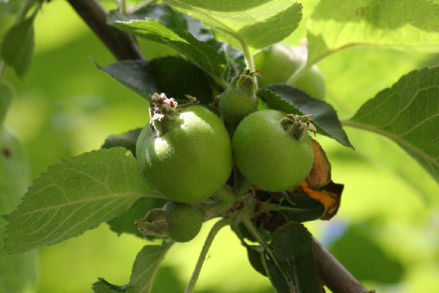 Manzanas para cocina madurando en el árbol.