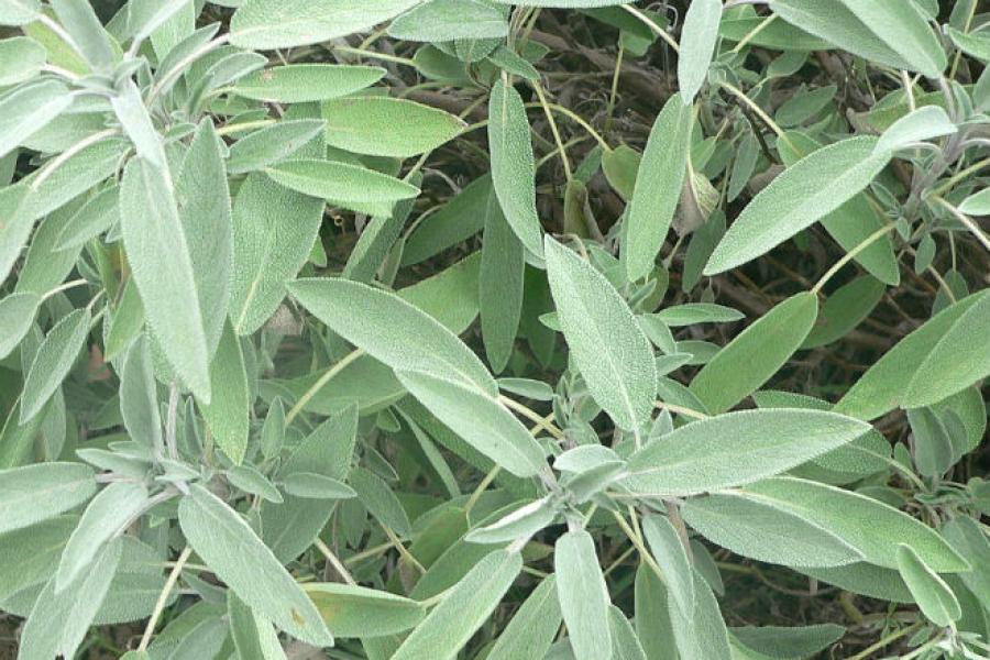 Planta de salvia.