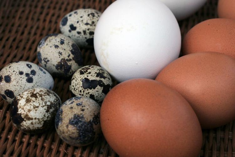 Un huevo de ganso, huevos de gallina y huevos de codorniz.