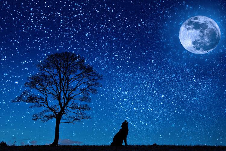 Un perro aulllando a la luna.