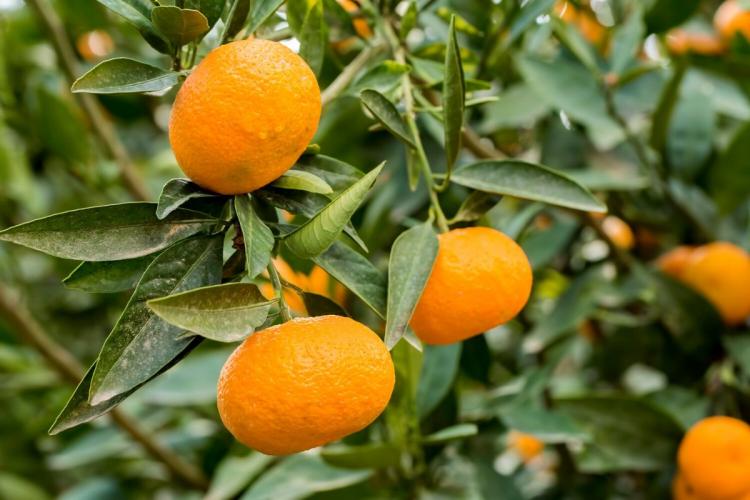 Mandarinas madurando en el mandarino.
