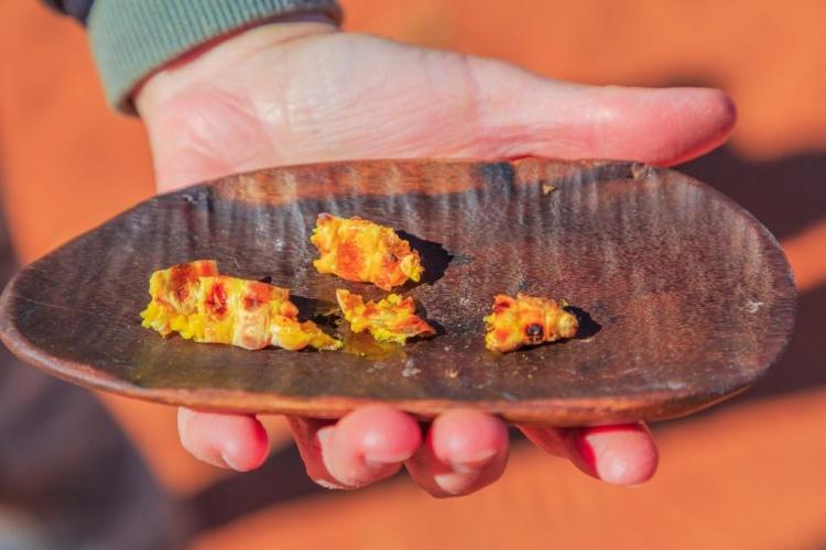 Larva de polilla asada, o witchetty grub, Australia.
